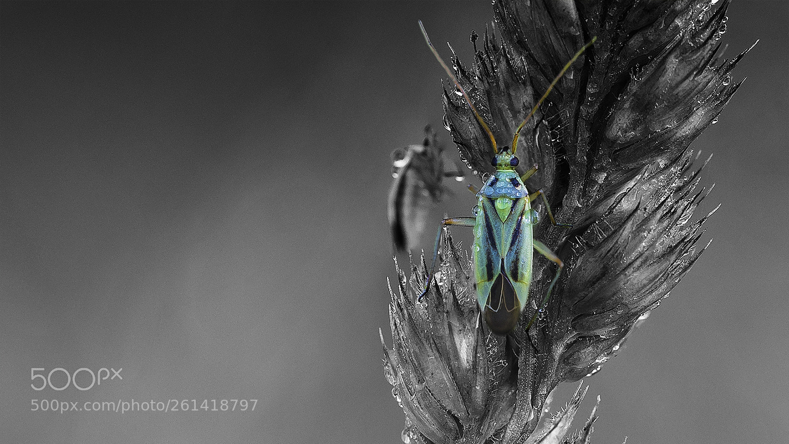 Canon EOS 5D Mark IV sample photo. Little bug with dew photography