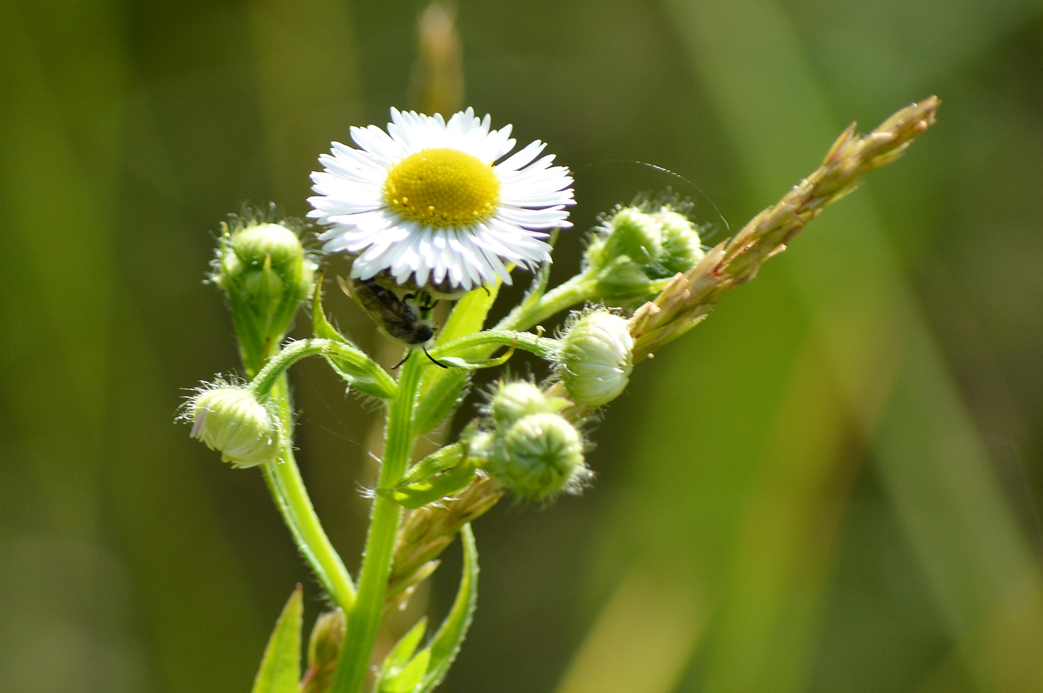 Nikon D3200 sample photo