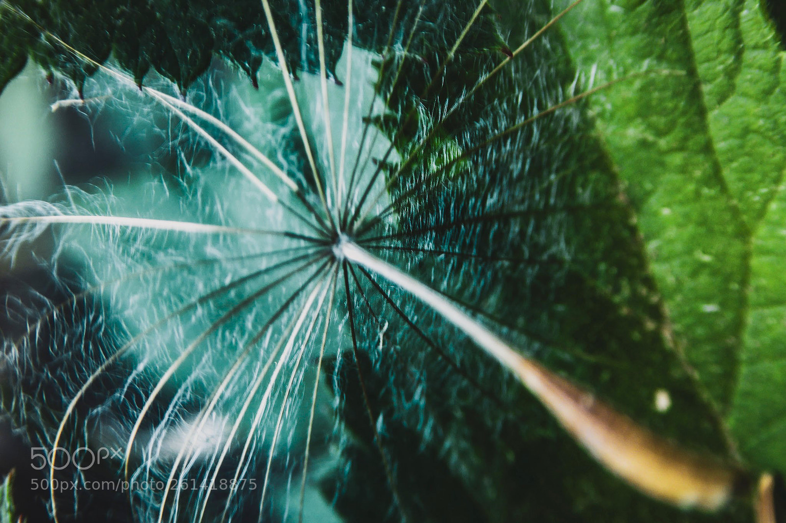Panasonic DMC-TZ61 sample photo. I'm mary poppins, y'all! photography