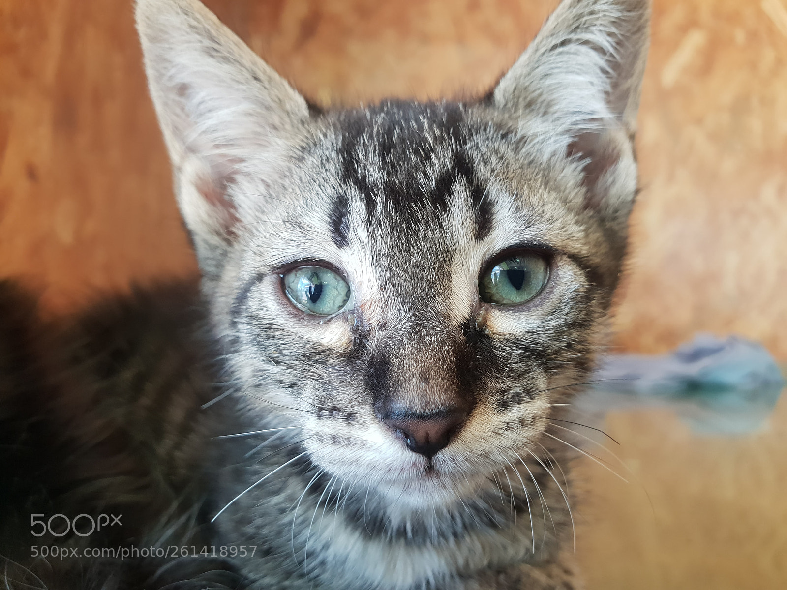 Samsung Galaxy S9+ sample photo. Untitled photography