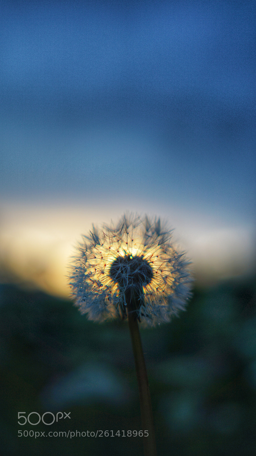 Sony a6000 sample photo. Dandelion photography