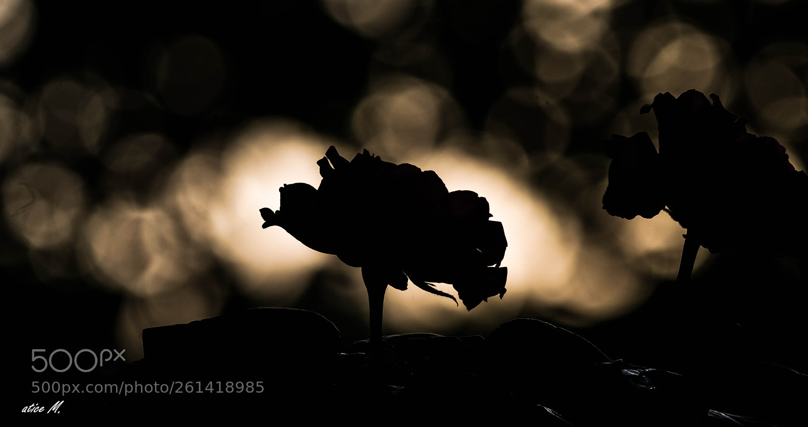 Nikon D5300 sample photo. Rose photography