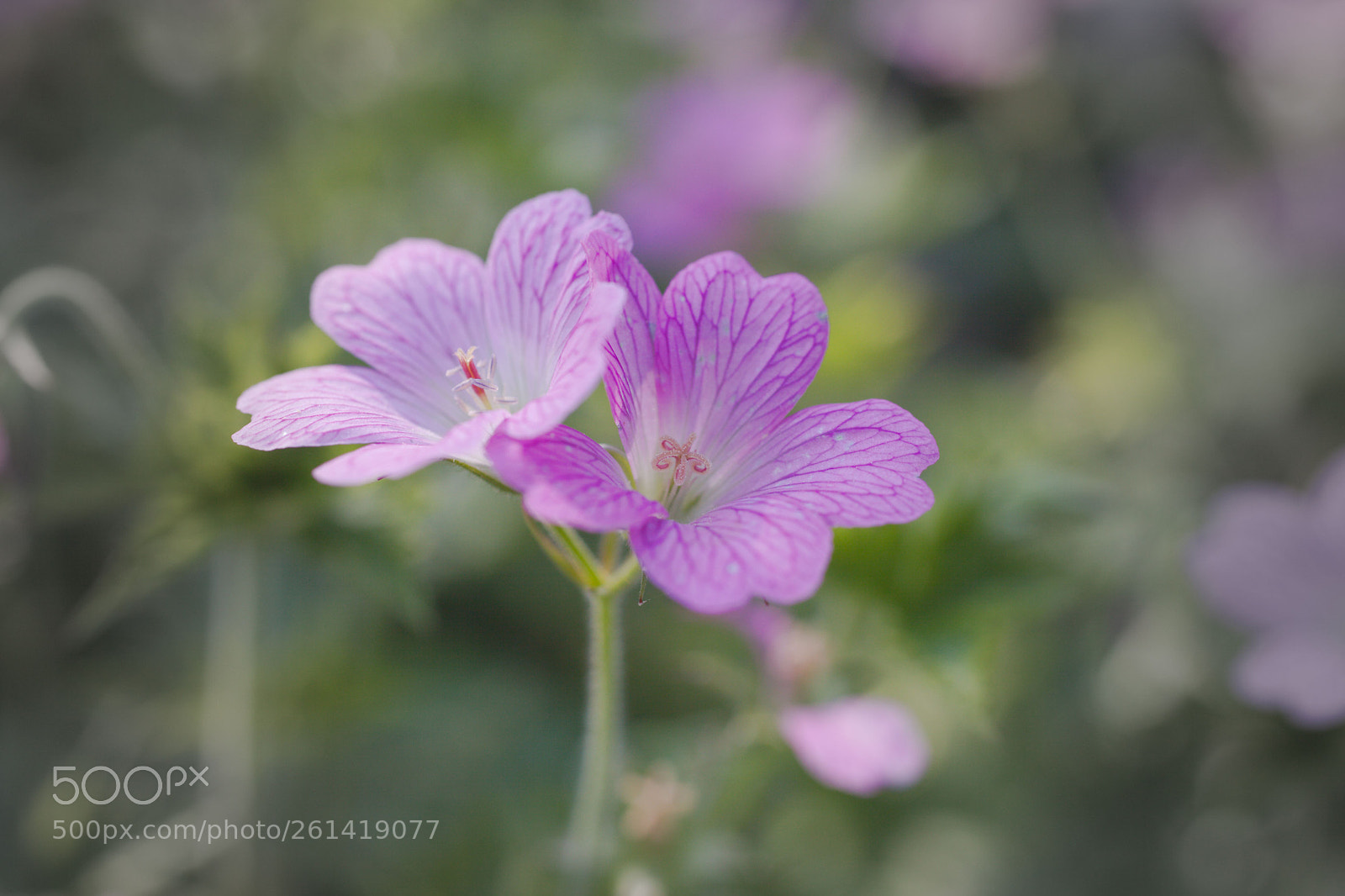 Canon EOS 5D Mark II sample photo. Pink flowers photography