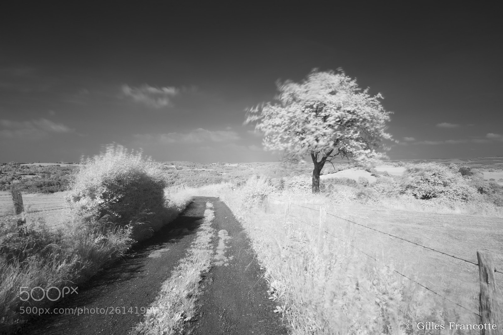 Nikon D800 sample photo. White tree photography