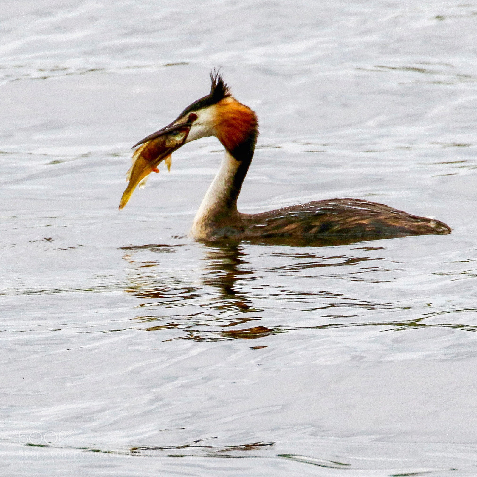 Canon EOS 7D Mark II sample photo. Great crested grebe  photography