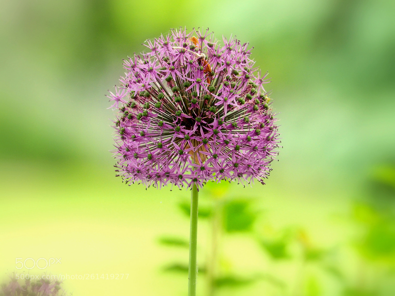 Olympus OM-D E-M1 sample photo. Ball flowers.. photography
