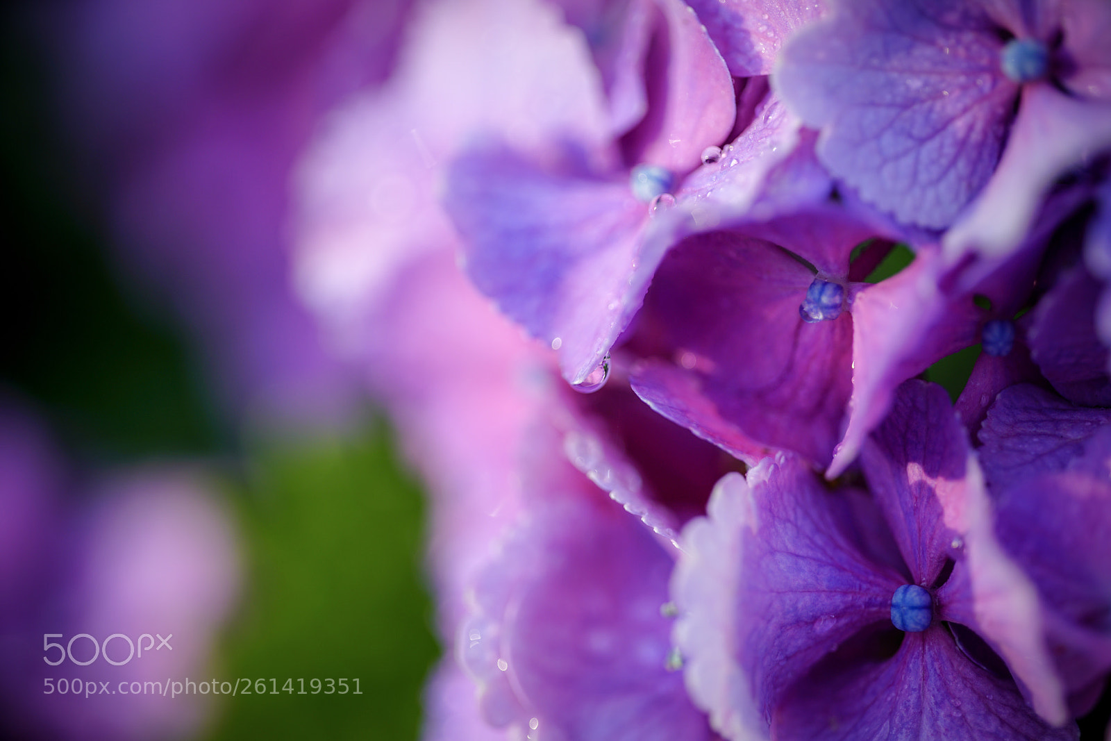 Sony a7R II sample photo. Hydrangea in the morning photography