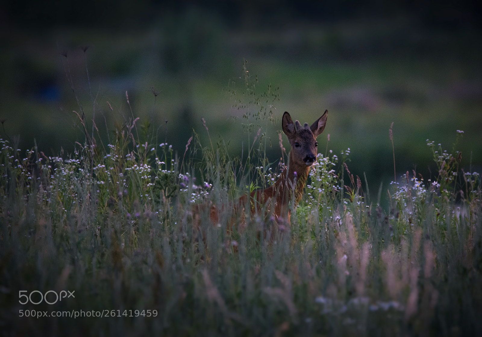 Nikon D7100 sample photo. Summer evening roebuck photography
