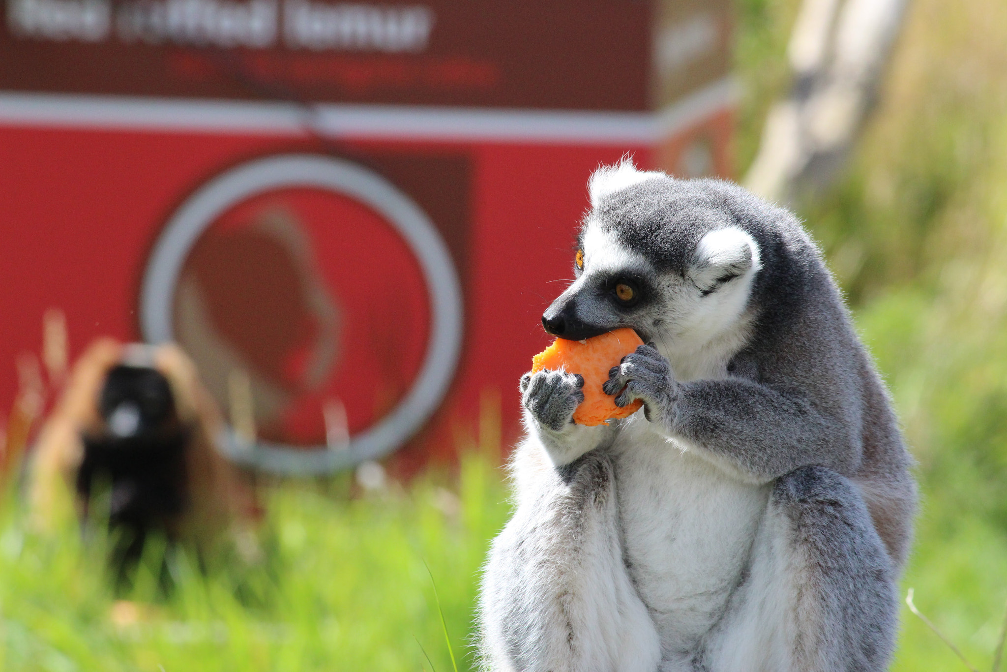 Canon EF-S 55-250mm F4-5.6 IS sample photo. Lemur photography