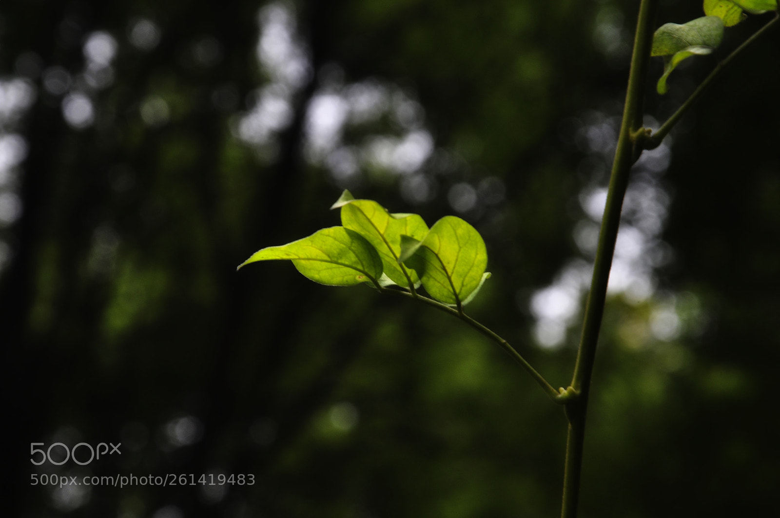 Nikon D90 sample photo. 绿叶 photography