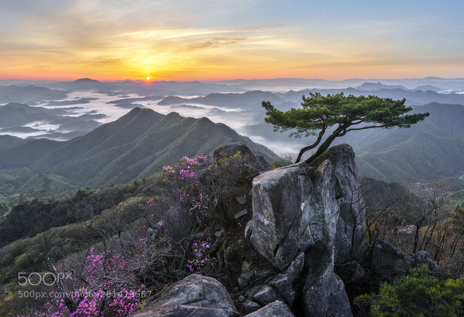 Nikon D810 sample photo. Pine tree growing between photography