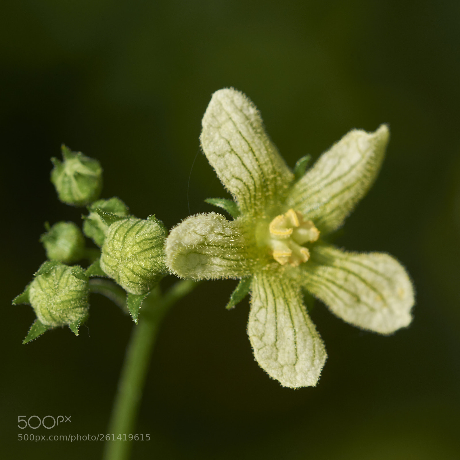 Nikon D7200 sample photo. Wild cucumber photography