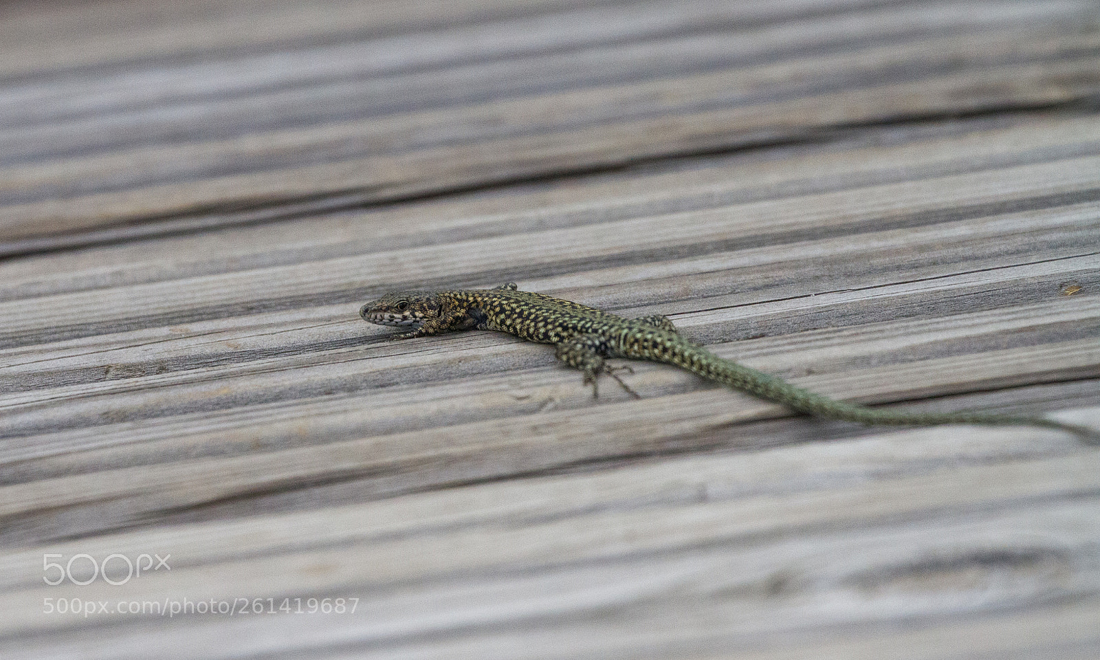 Canon EOS 7D sample photo. Podarcis virescens photography