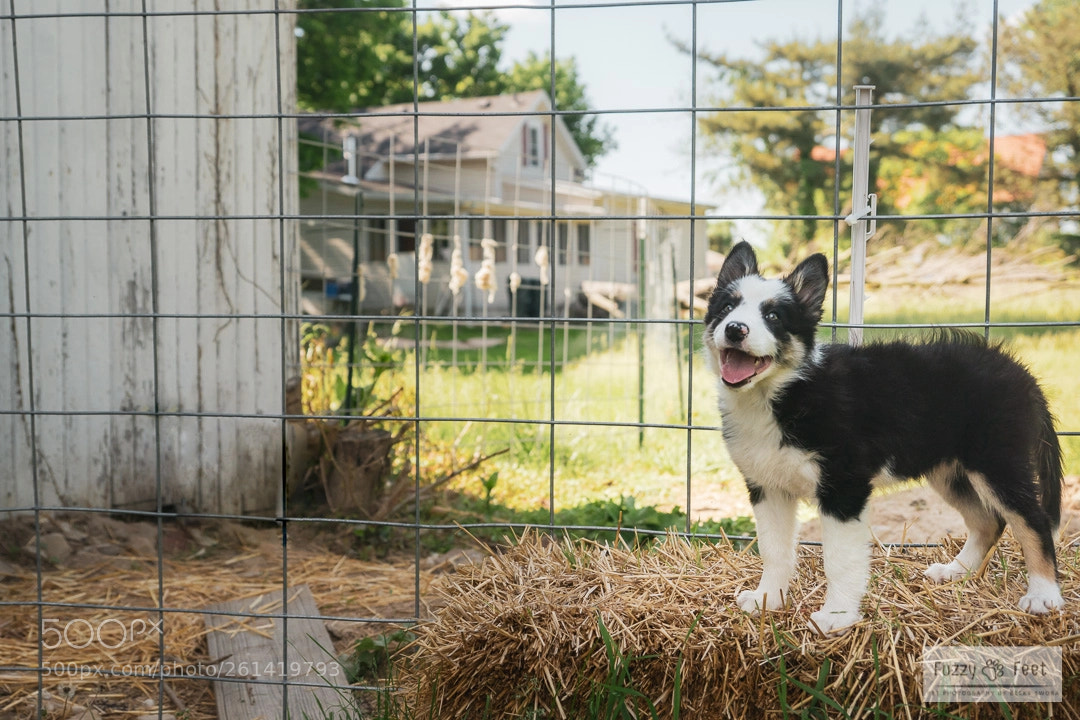 Sony ILCA-77M2 sample photo. Finley on the farm photography