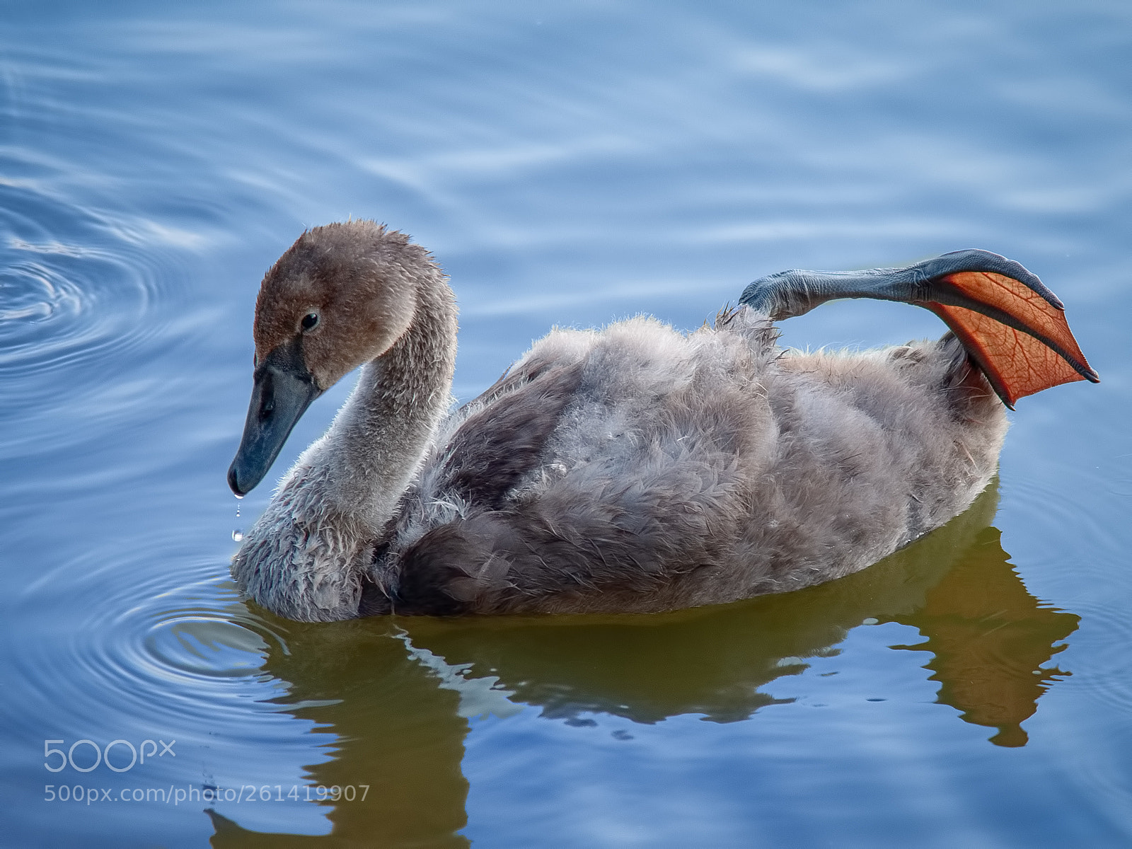 Nikon D800 sample photo. Young swan photography