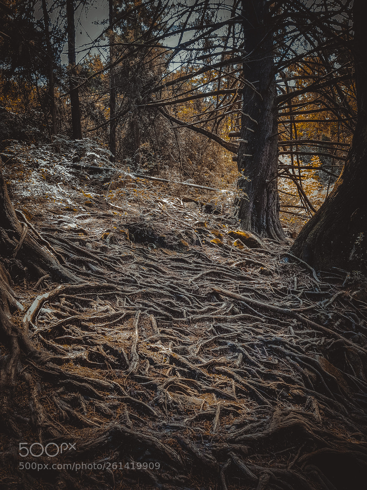 Samsung Galaxy S8 sample photo. Roots photography