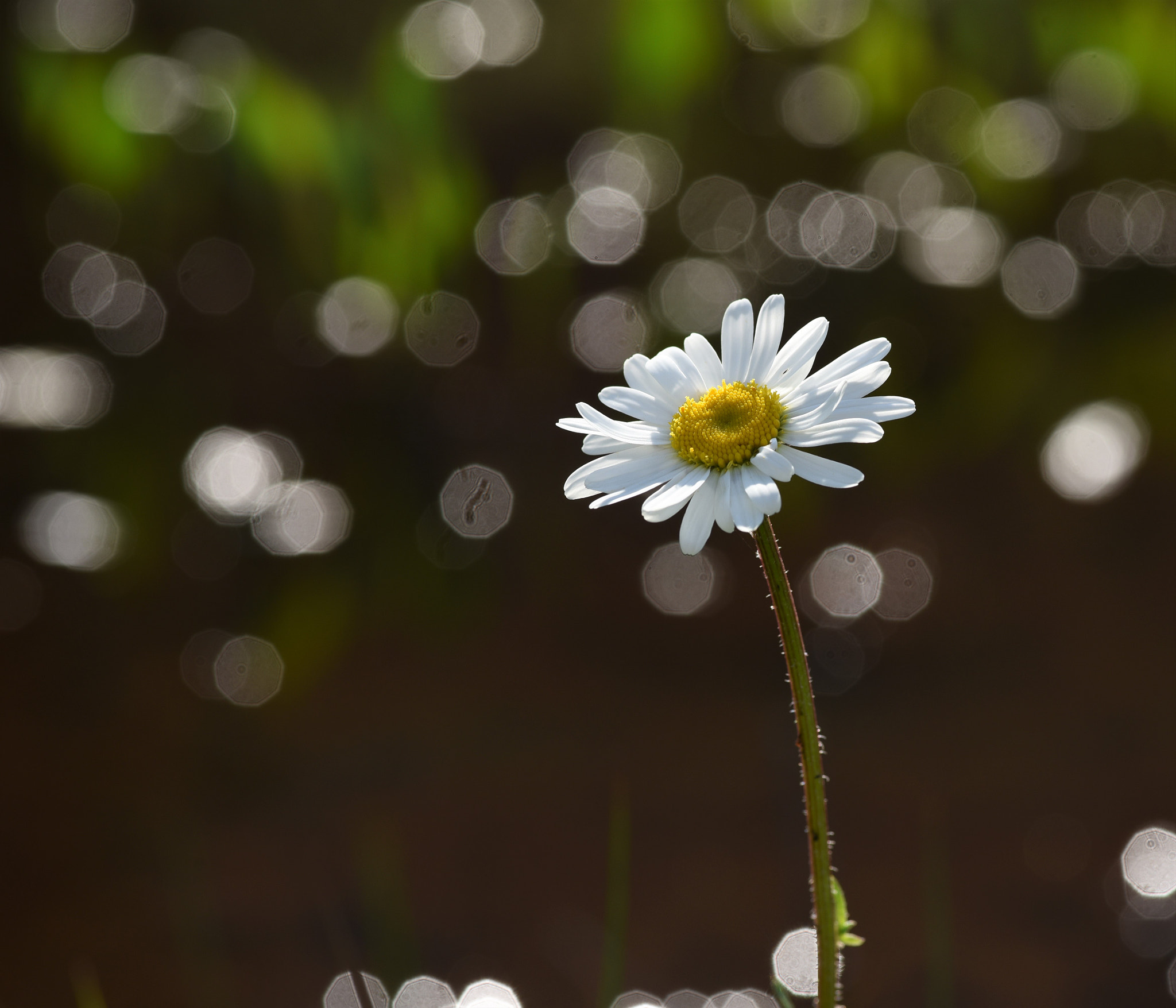 Nikon D750 sample photo. Daisy daisy photography