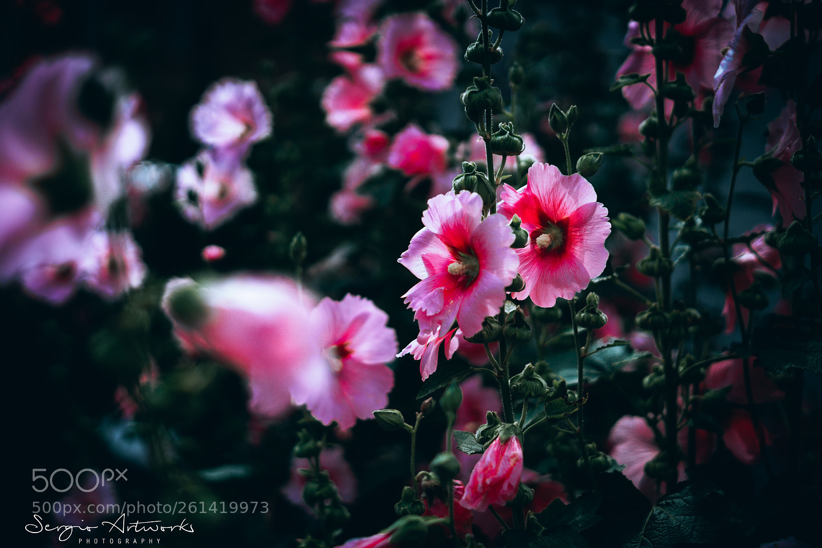 Sony a7 II sample photo. Owada, osaka photography