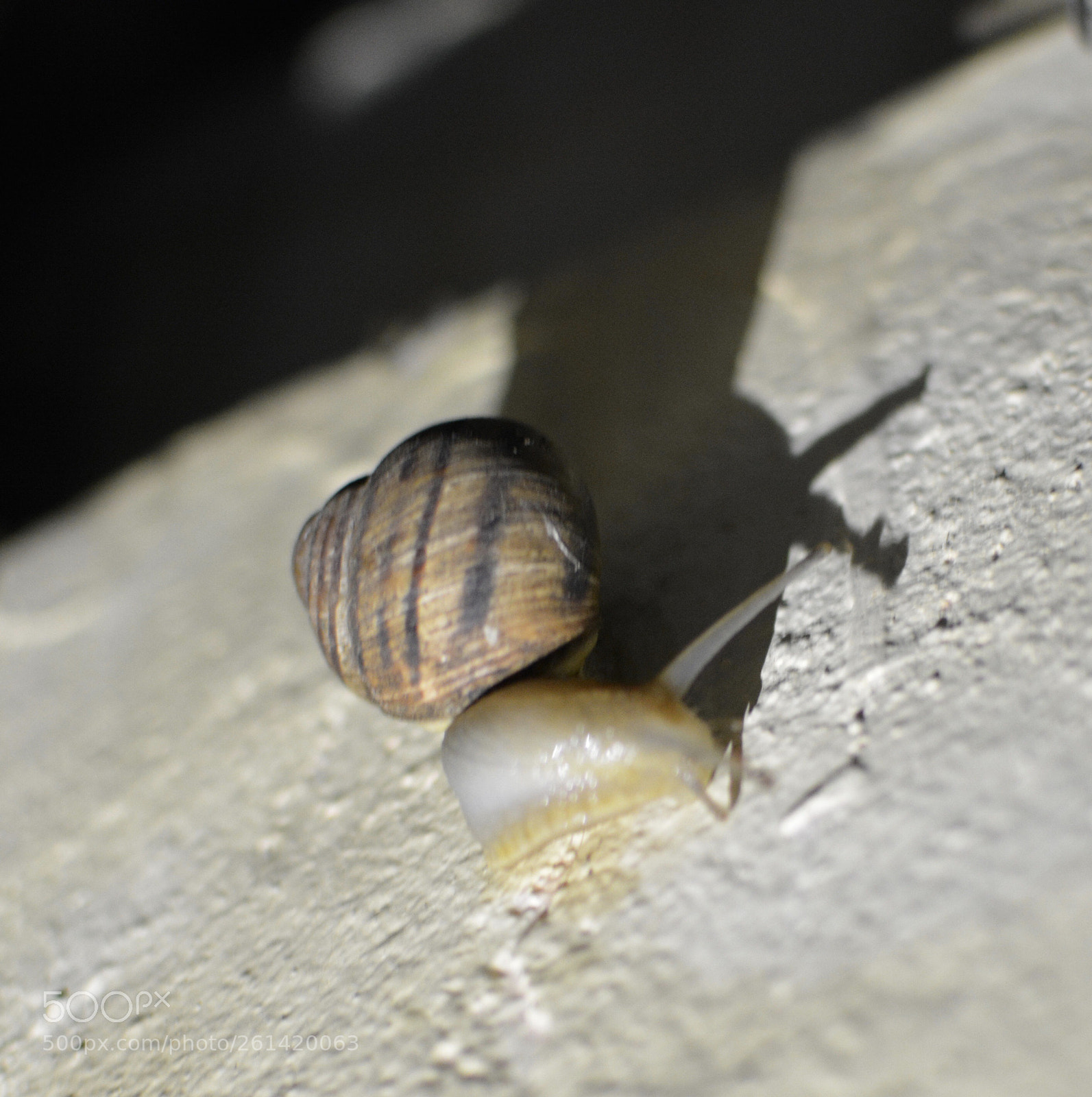 Nikon D5200 sample photo. The snail plays photography