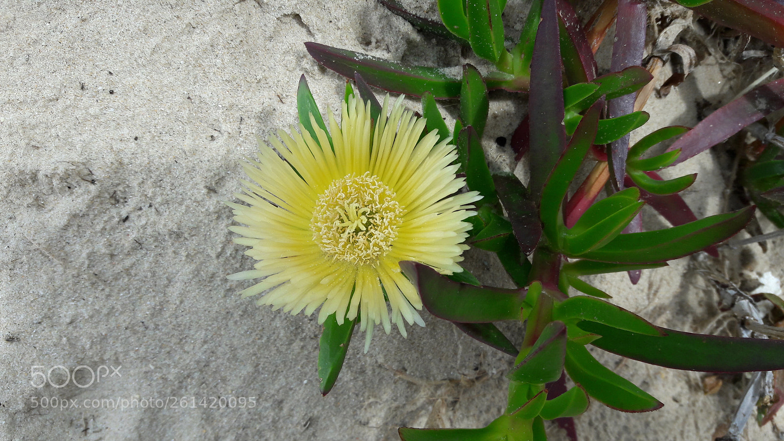 Samsung Galaxy A5(2016) sample photo. Spring photography