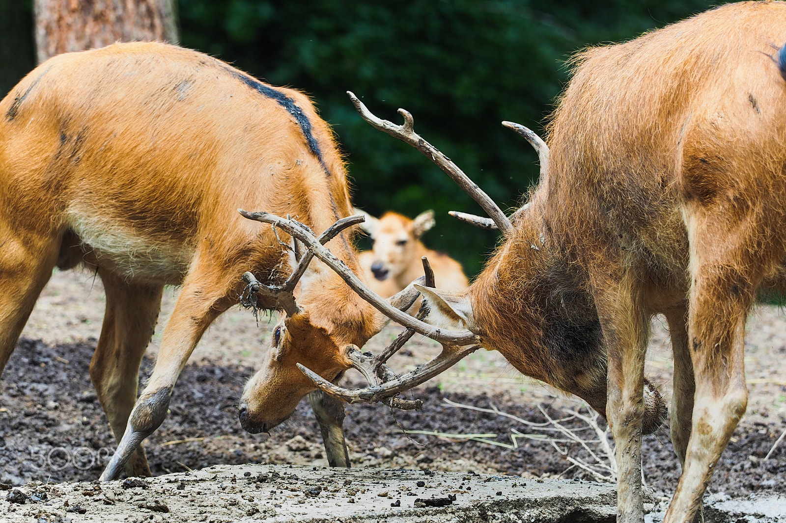 Olympus PEN E-PL8 sample photo. Deer photography