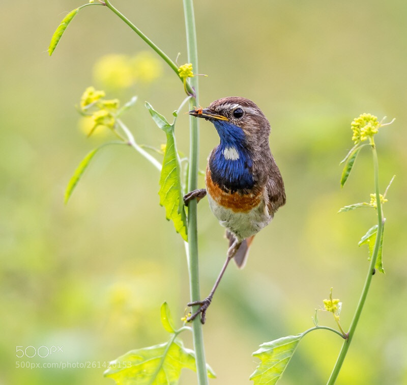 Canon EOS 7D Mark II sample photo. Blauwborst(man) photography