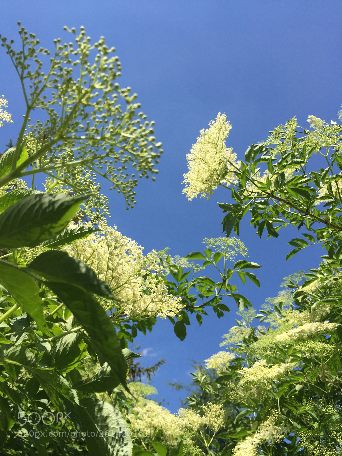 Apple iPhone 6 sample photo. In the garden  photography