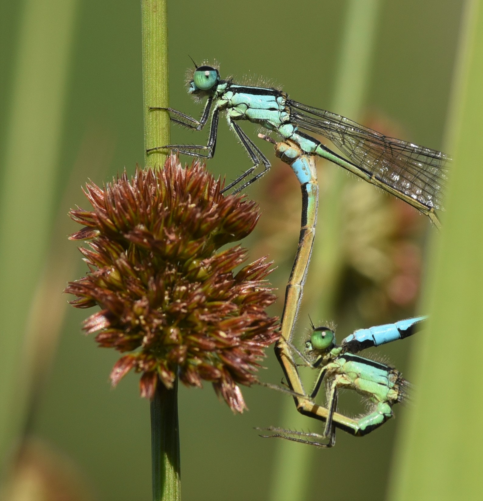 Nikon D750 sample photo. Damslefly photography