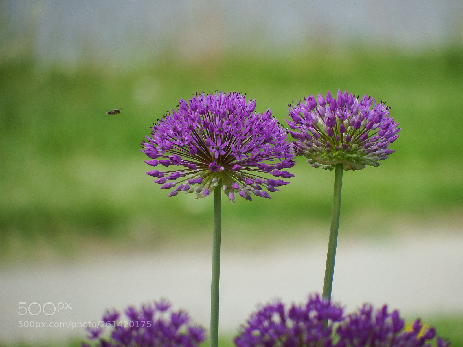 Fujifilm FinePix S1 sample photo. Untitled photography