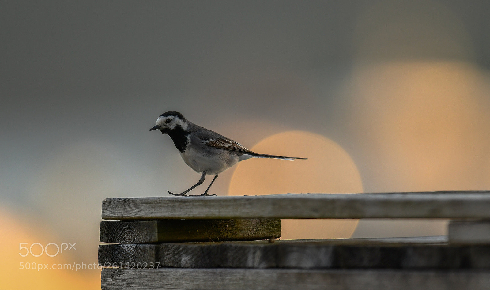 Nikon D850 sample photo. Untitled photography