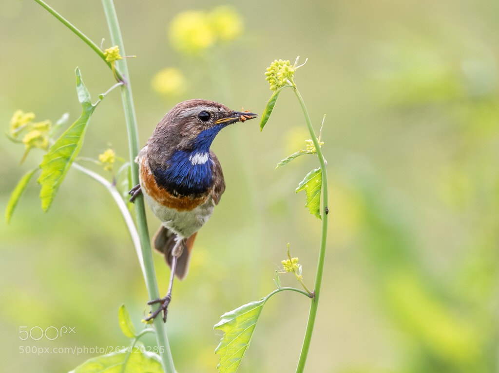 Canon EOS 7D Mark II sample photo. Blauwborst (man) photography