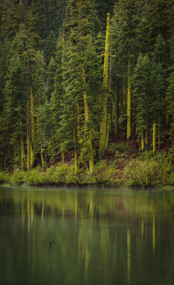 Pentax K-3 II sample photo. Fresh green photography