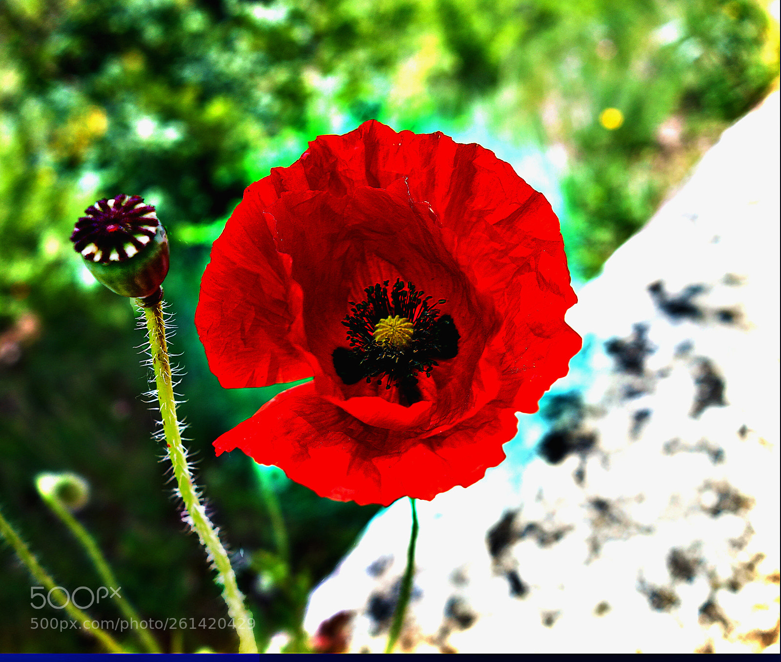 Sony Cyber-shot DSC-RX100 sample photo. Copia photography