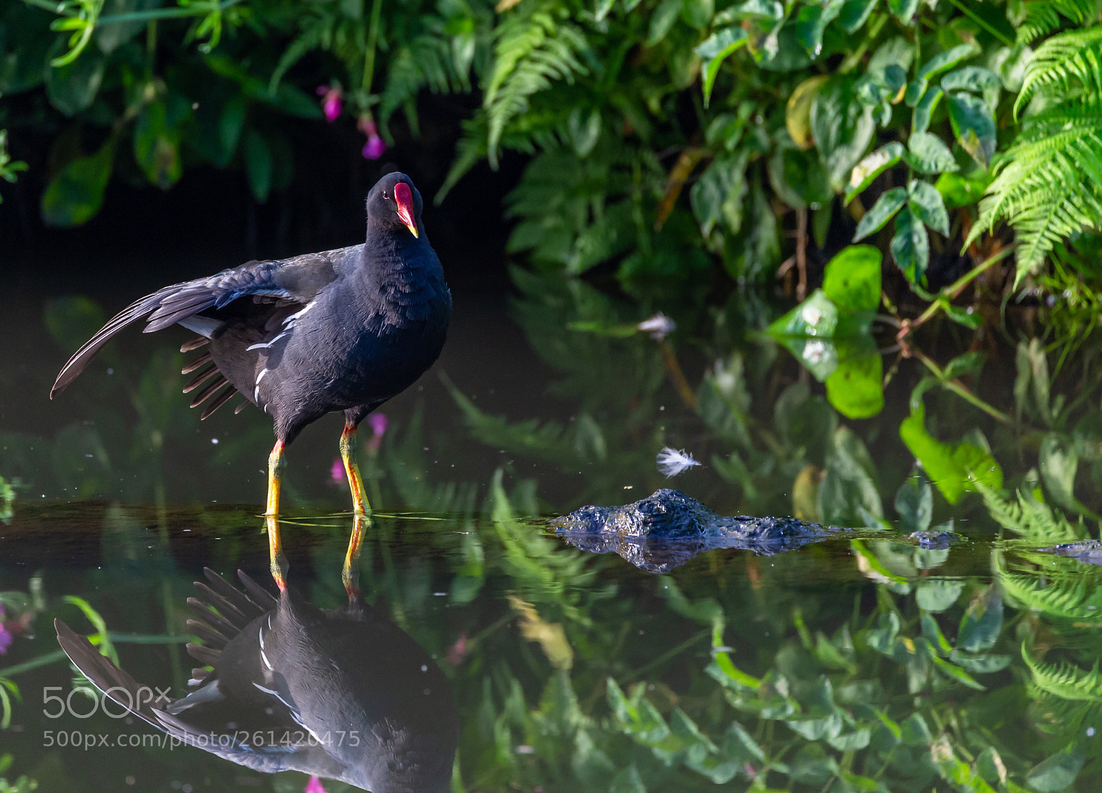 Canon EOS 6D sample photo. Moorhen stretch photography