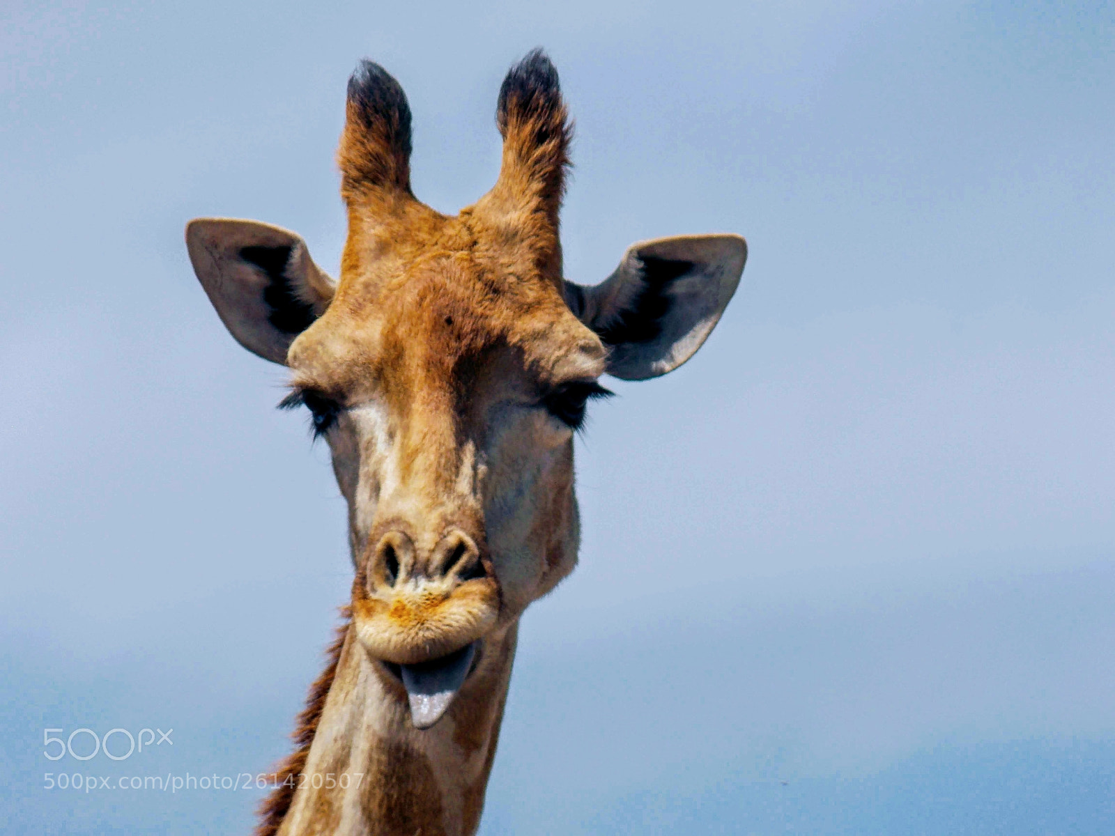 Nikon Coolpix L810 sample photo. Meet gerry the giraffe photography