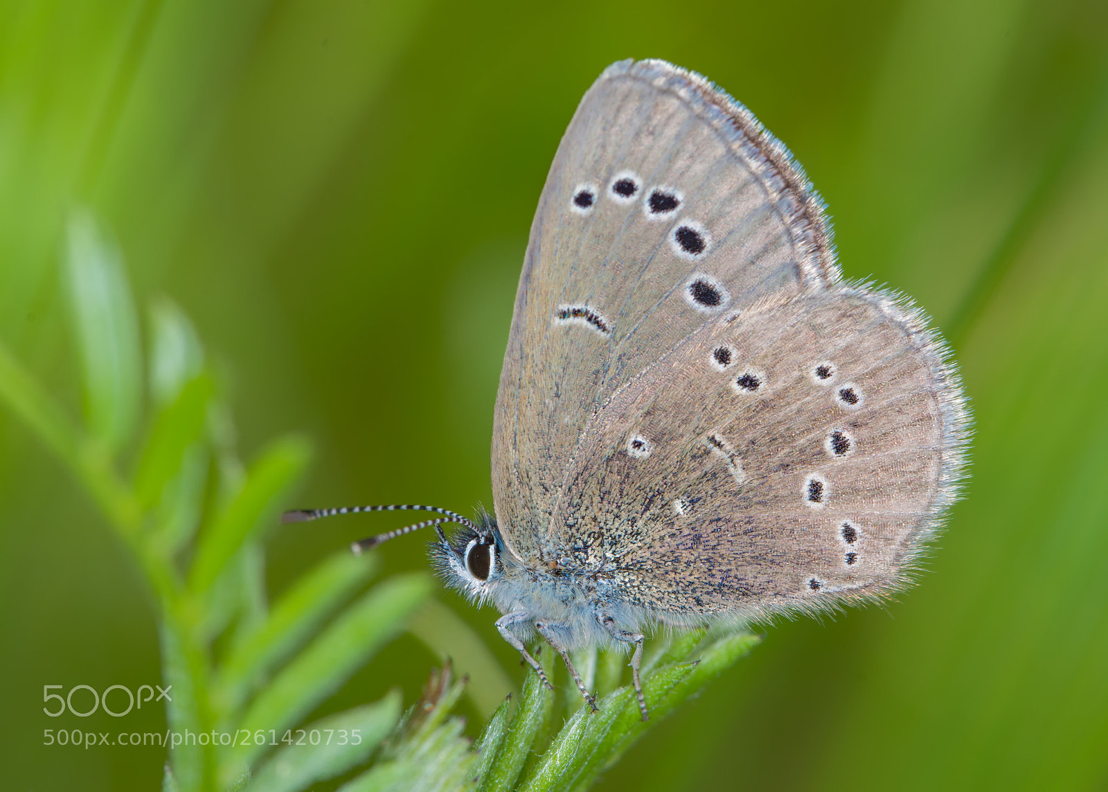 Nikon D7200 sample photo. Silvery blue photography