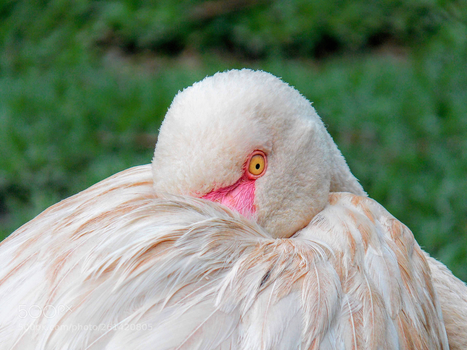Nikon Coolpix L810 sample photo. Flamingo photography