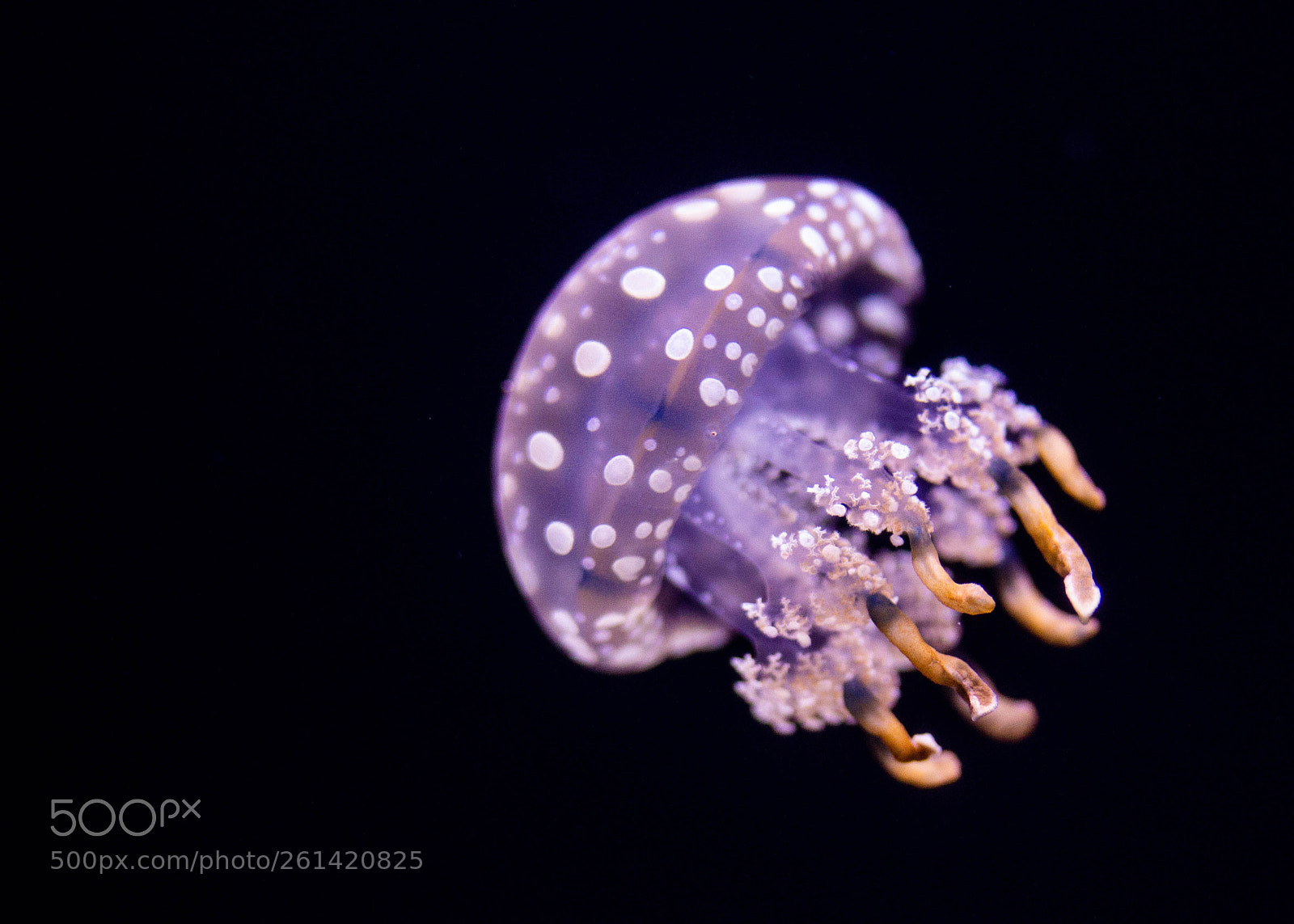 Canon EOS 600D (Rebel EOS T3i / EOS Kiss X5) sample photo. Jelly fish photography