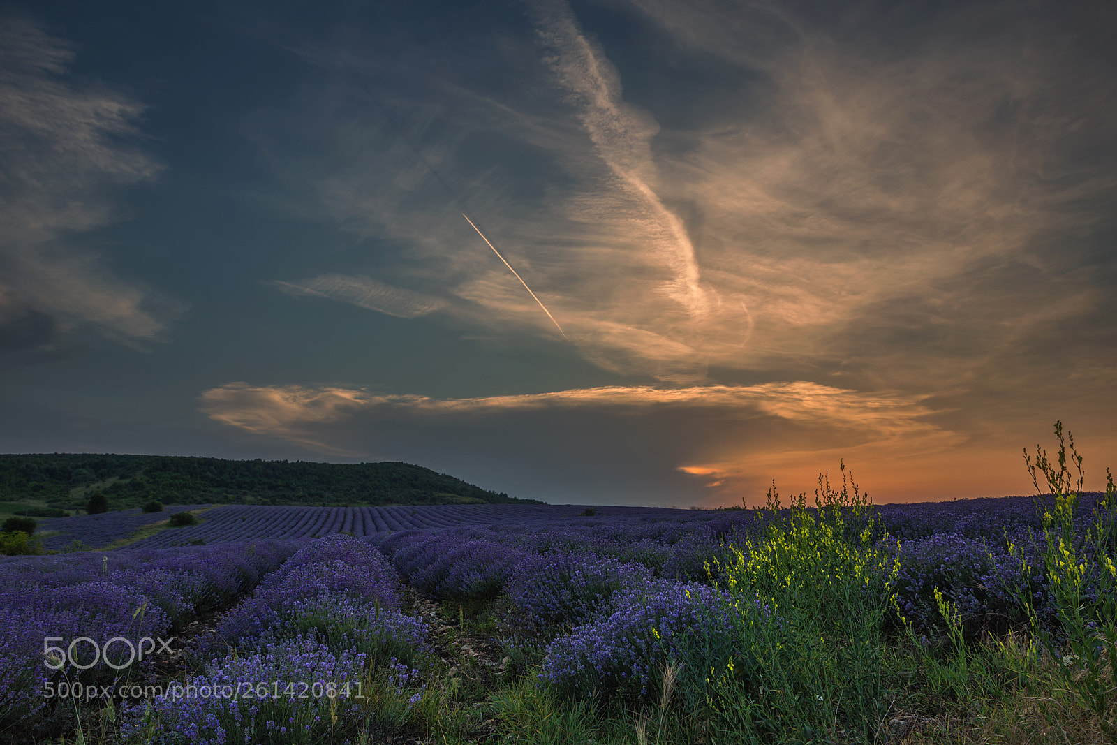 Canon EOS 6D sample photo. Lavender sunset photography