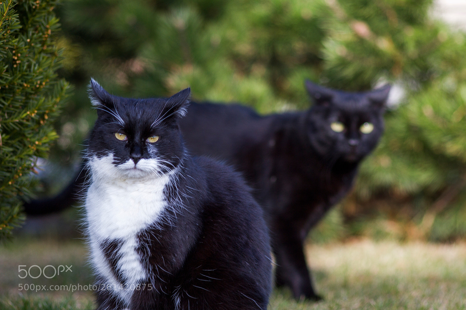 Canon EOS 7D sample photo. Cat friends photography