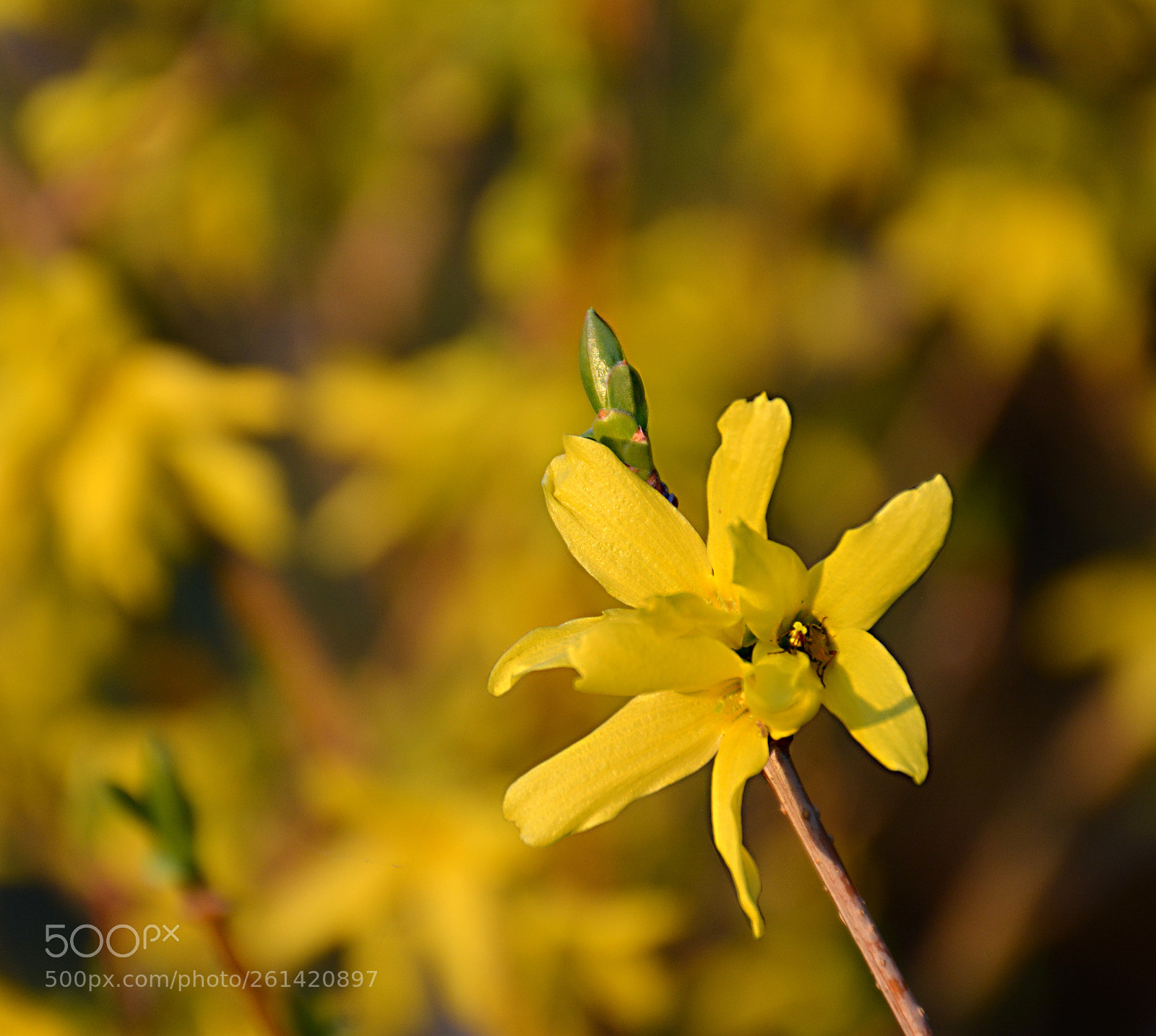 Nikon D5200 sample photo. Yellow photography