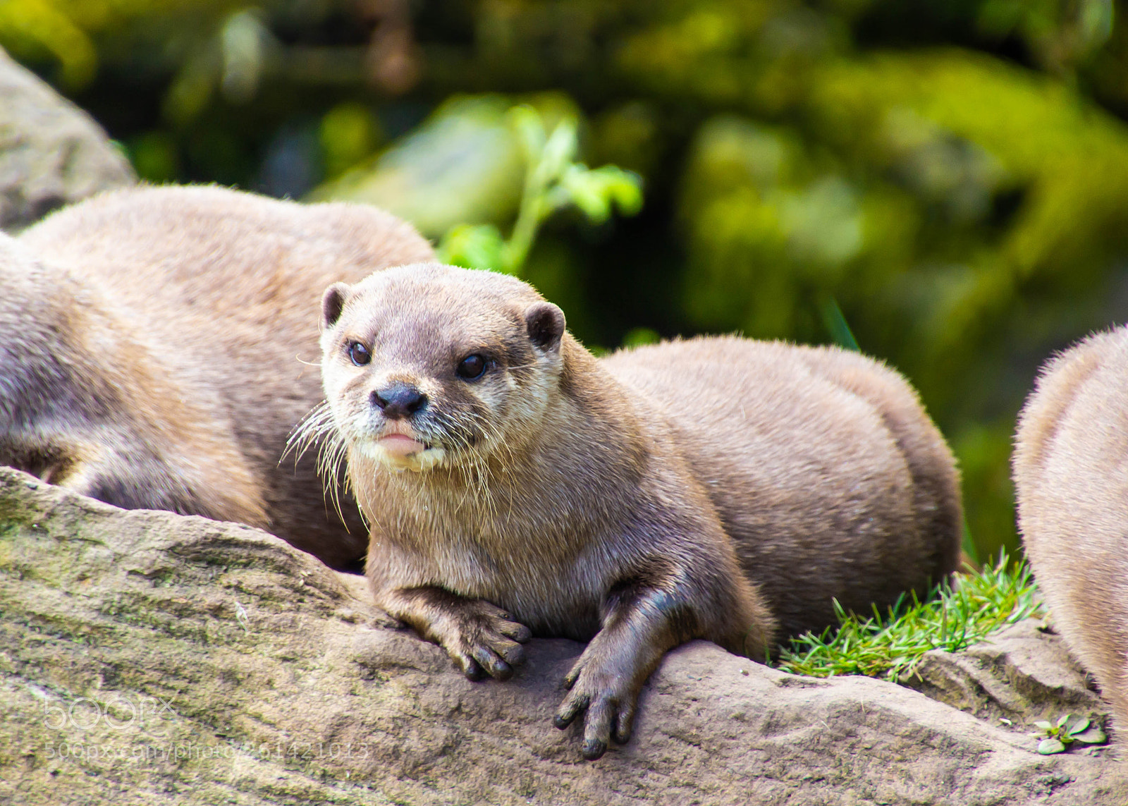 Canon EOS 600D (Rebel EOS T3i / EOS Kiss X5) sample photo. Otter photography