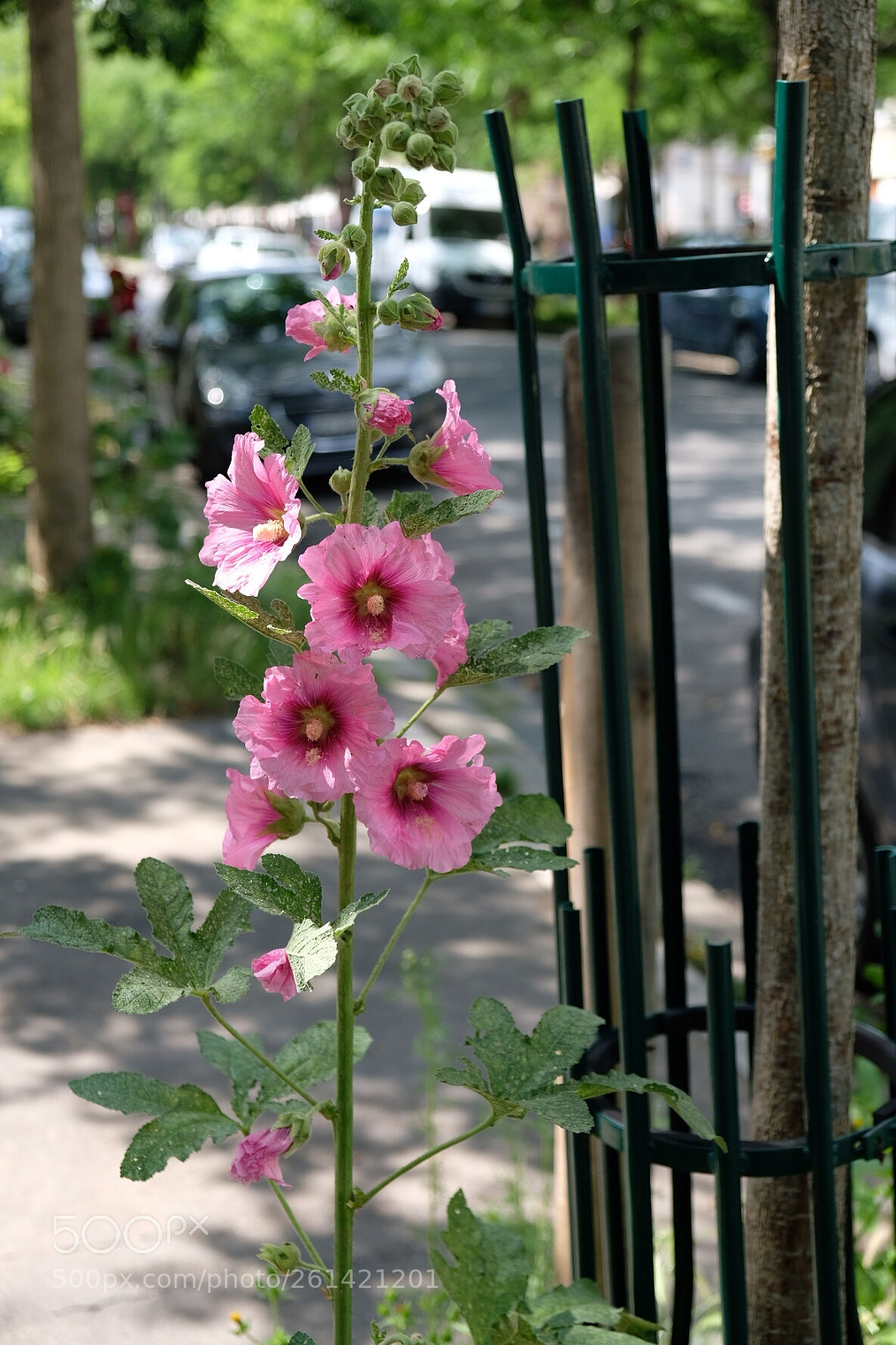 Fujifilm X-T20 sample photo. Street sweet photography