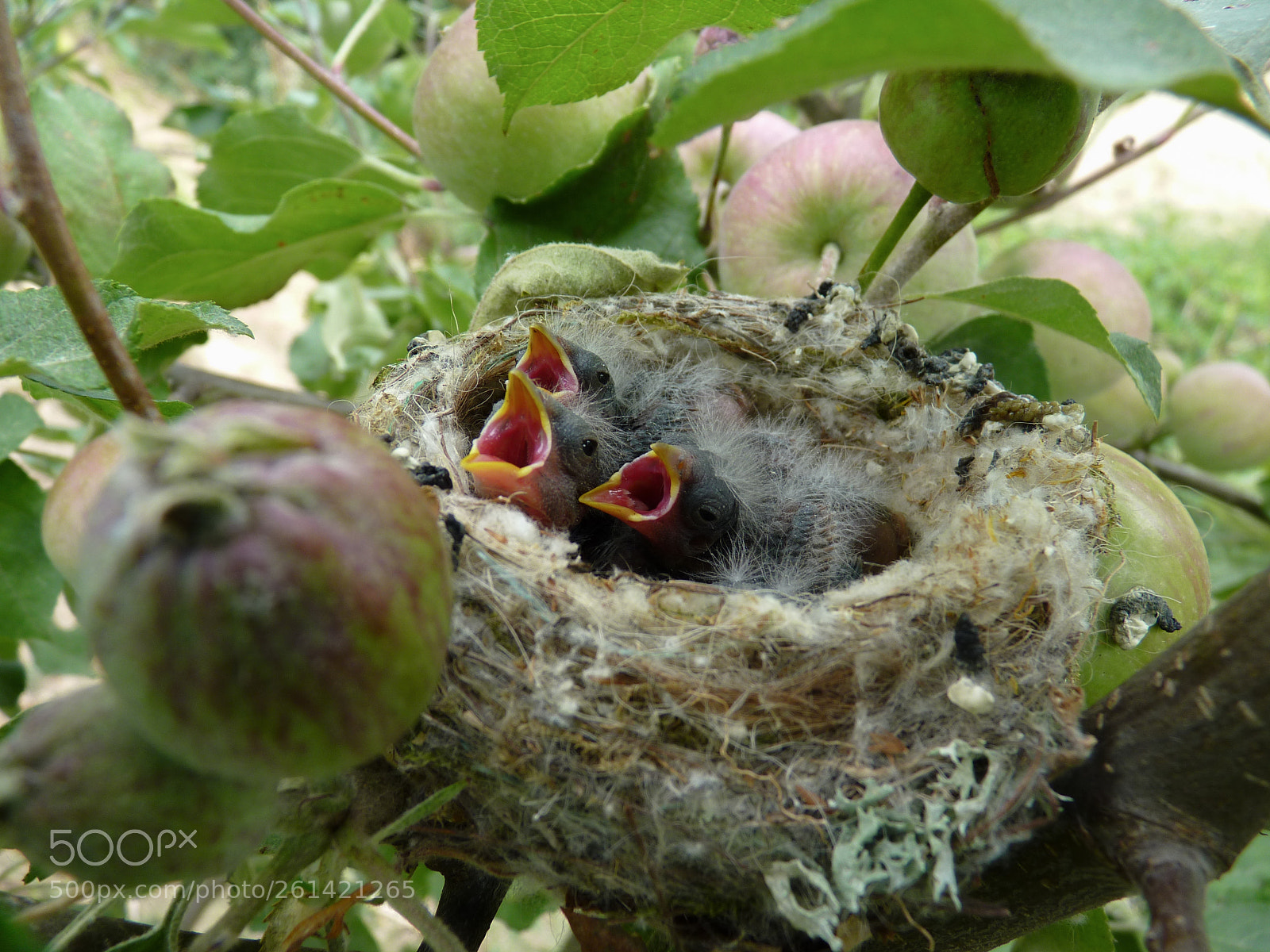 Panasonic Lumix DMC-FZ35 (Lumix DMC-FZ38) sample photo. Goldfinch chicks photography