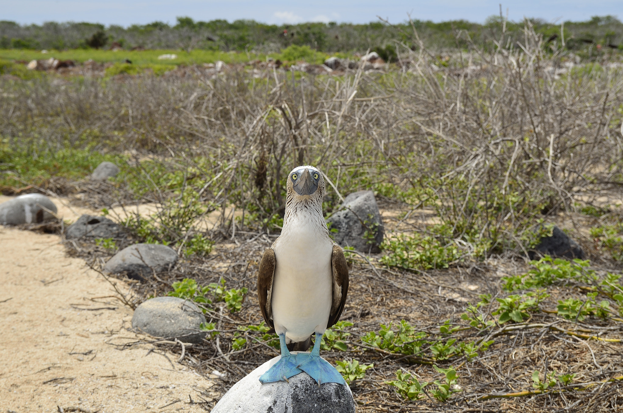 Nikon D7000 + Sigma 17-50mm F2.8 EX DC OS HSM sample photo. Blue-footed booby. galápagos islands photography