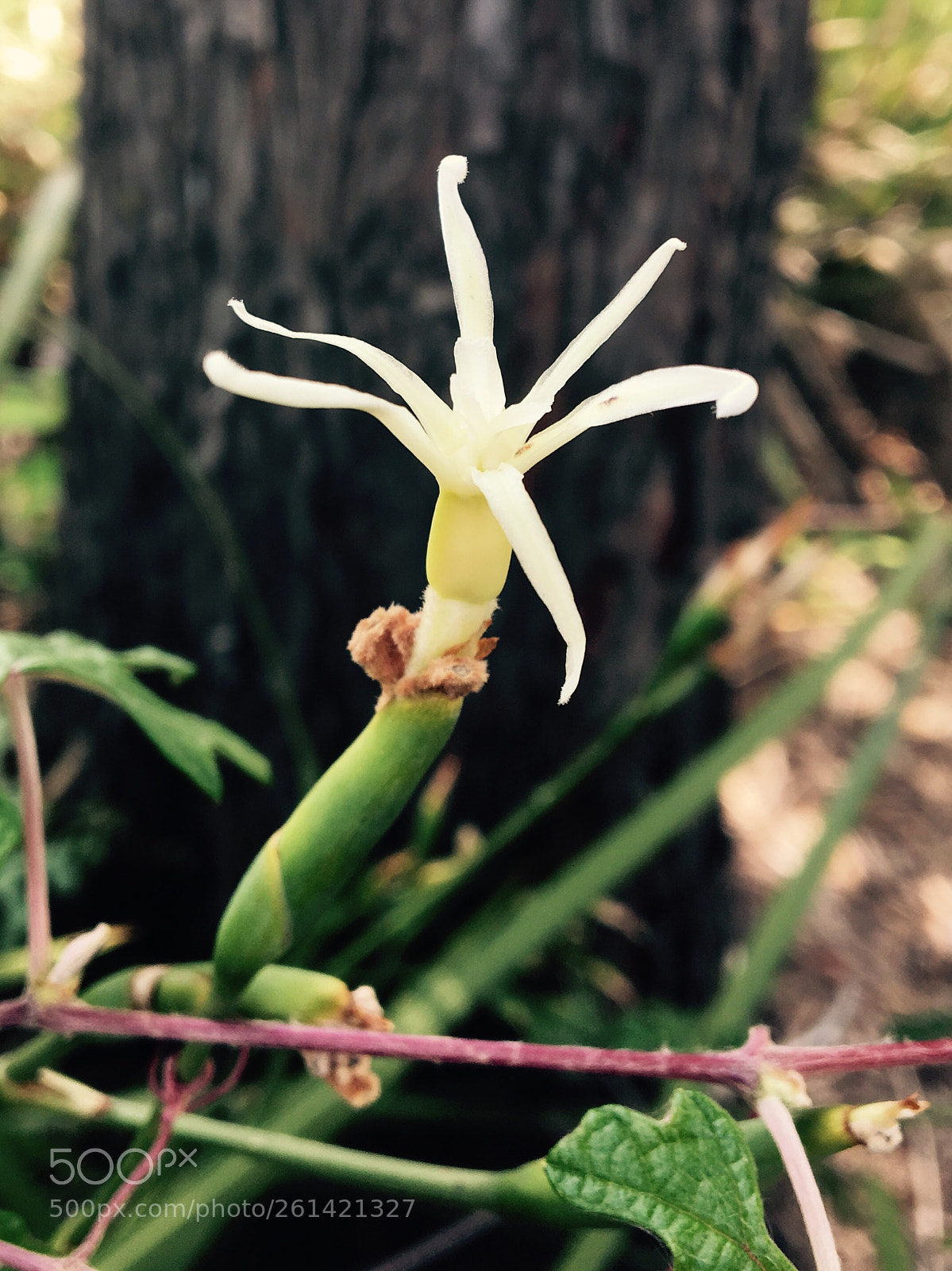 Apple iPhone 6s sample photo. Untitled photography
