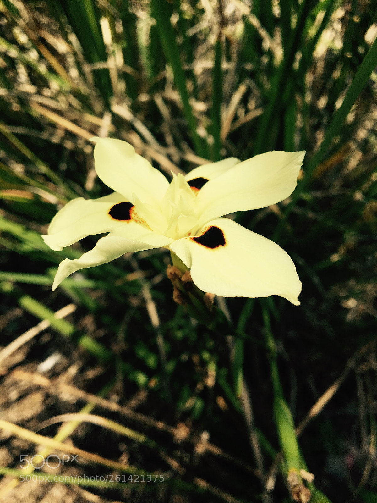 Apple iPhone 6s sample photo. Untitled photography