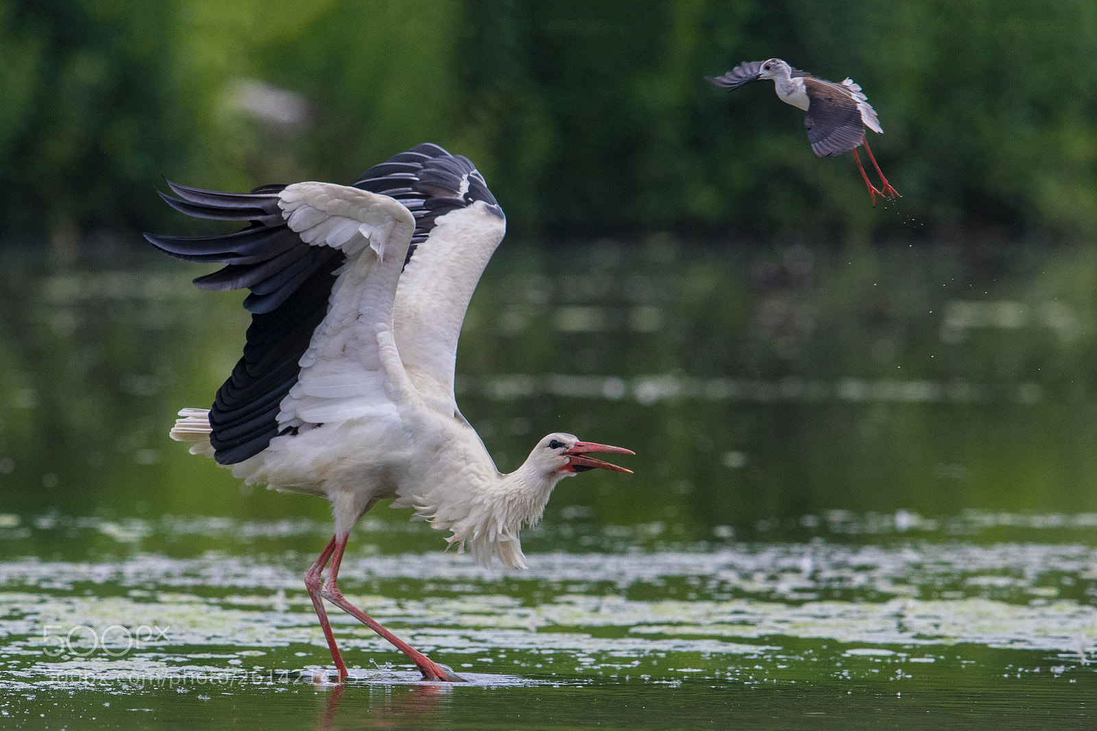 Canon EOS 7D Mark II sample photo. Stork vs stilt photography