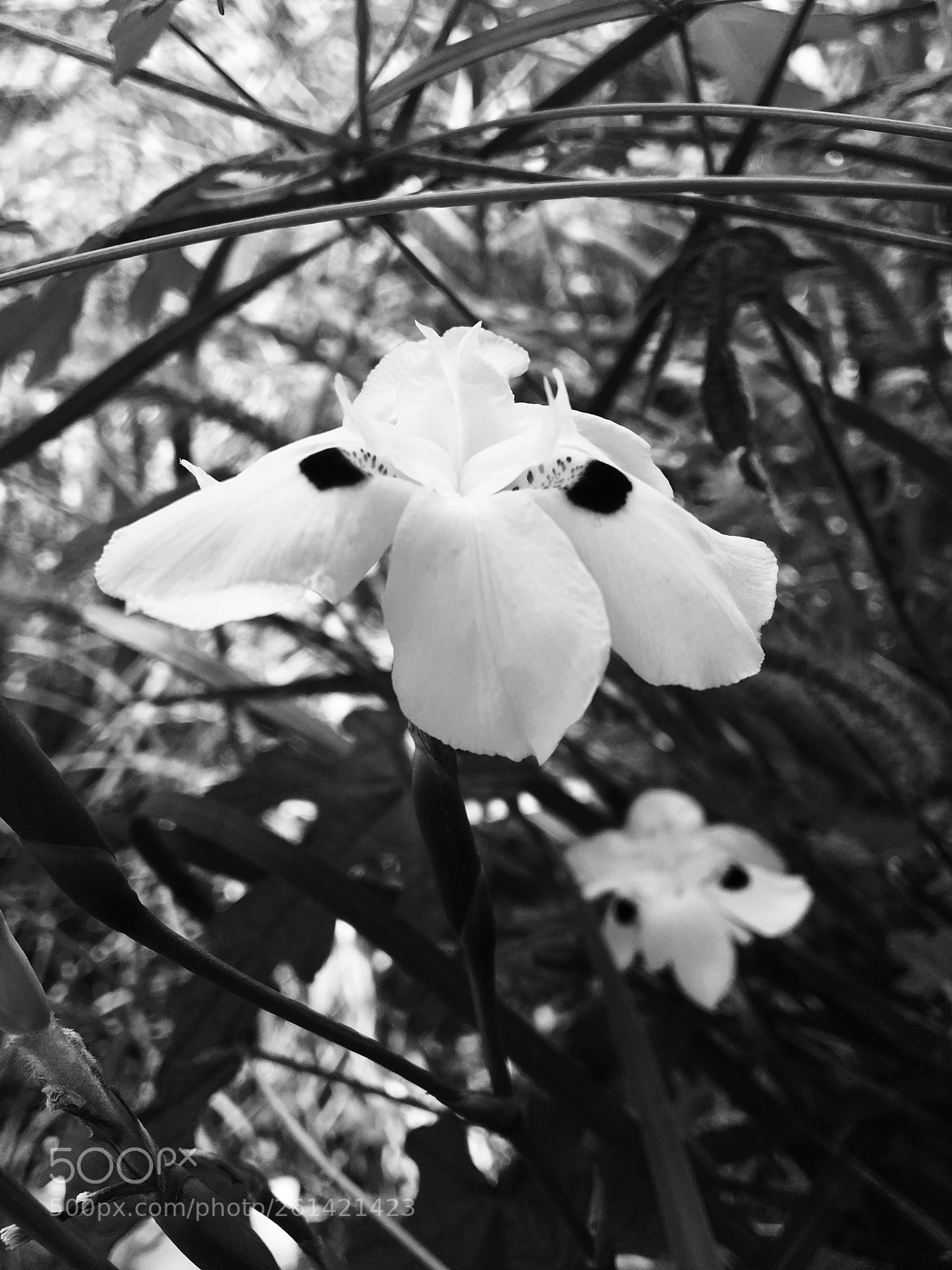 Apple iPhone 6s sample photo. Untitled photography