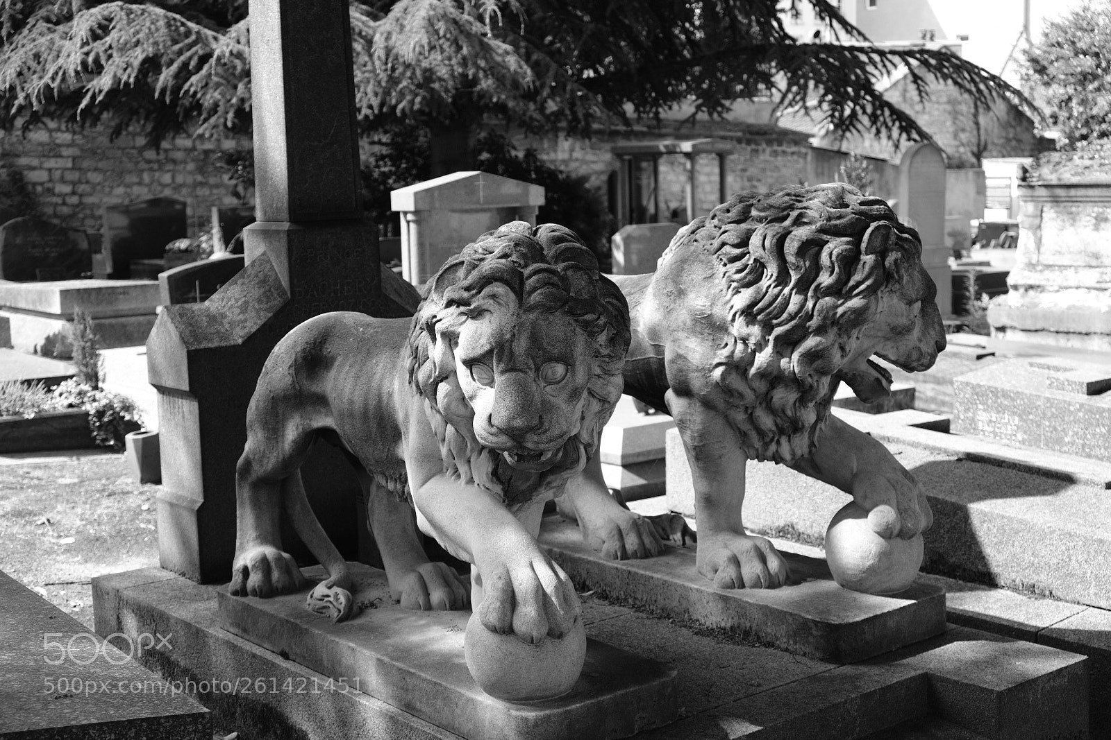 Fujifilm X-T20 sample photo. Lions photography